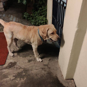 Found: Brown Male Labrador Dog from Voltas colony, Nanganallur