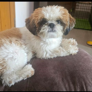Missing: White-Brown Mix Male Shih Tzu Dog from Anna Nagar West