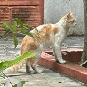 A White-Brown Mix Indie Cat Missing from Beguru, Bengaluru-2