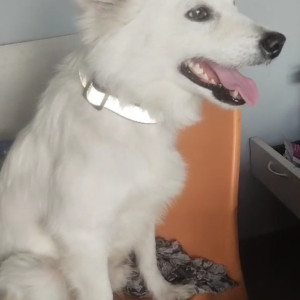 Found: White Male Pomeranian Dog from Dammaiguda