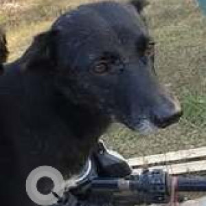 Missing: Black Male Indie Dog from Da-Parbatia, Tezpur