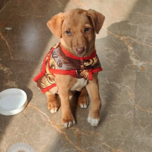 Found: Brown Male Indie Dog from Sector 4, Delhi