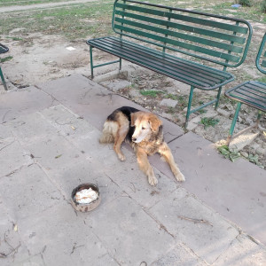 Found: Black and Brown Male German Shepherd Dog from Sector 21, Chandigarh-2