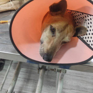 Missing: Brown Male Indie Dog from Kharghar sector 10 from Highway break hotel-2