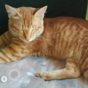 A Black and White Husky Dog Found from Anjanapura, BENGALURU-2