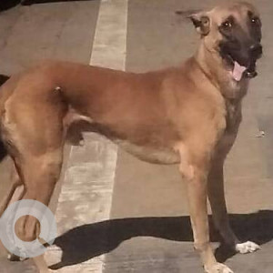 Found: Brown Male Indie Dog from Marve Beach Coco Garden-2