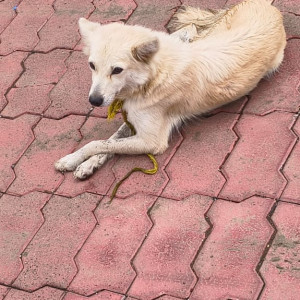 A White-Brown Mix Indie Dog Found from Amravati, Amravati