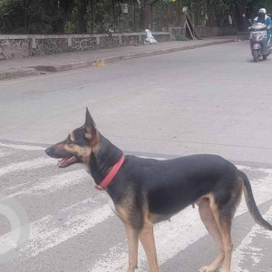 A Black and Brown Indie Dog Found from Sahakar Nagar, Pune
