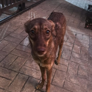 Found: Brown Female Indie Dog from Portuguese Church lane, Dadar West