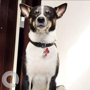 A Black and White Indie Dog Missing from Odalbakra, Guwahati-2