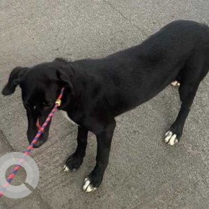Found: Black Female Indie and Doberman mix Dog from Deccan Area, Pune-2