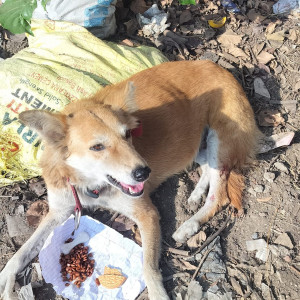 Found: White-Brown Mix Male Indie Dog from Gokul Nagar Katraj, Pune