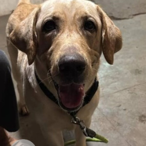 A Golden Labrador Dog Found from J. P. Nagar, Bengaluru