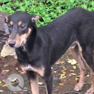 Missing: Black and Brown Male Indie Dog from Chedda Nagar,Chembur, Mumbai-3