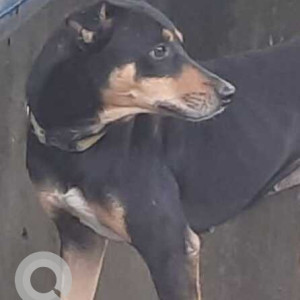 Missing: Black and Brown Male Indie Dog from Chedda Nagar,Chembur, Mumbai-2