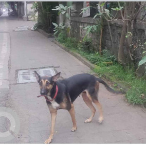 A Black and Brown Indie Dog Found from Sahakar Nagar, Pune-2