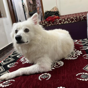 A White Indian Spitz Dog Missing from Gokulpura, Jaipur