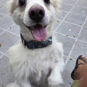 Found: White Male Pomeranian Dog from Elliots beach, Basant Nagar-2