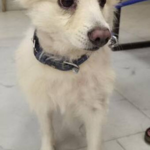 Found: White Male Pomeranian Dog from Elliots beach, Basant Nagar-3