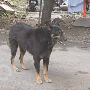 A Black and Brown Rottweiler Bhoottiya mix Dog Found from Krushna Nagar, Pune-2