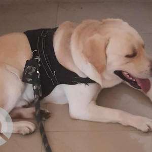 A White Labrador Dog Missing from Ward 114 KPHB Colony, Hyderabad