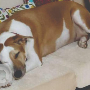 Missing: White-Brown Mix Female Indie Dog from Devlali Military Camp (Nashik City)