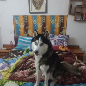 A White and Grey Husky Dog Missing from Mothrowala, Dehradun-4