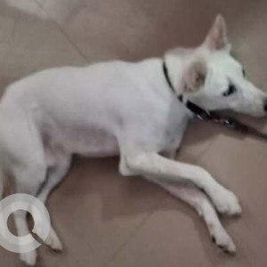 Missing: White Male Indie Dog from H. No. B., 61,first phase, vanasthalipuram, hyderabad