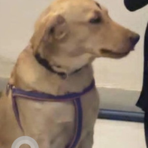 A White-Brown Mix Labrador Dog Missing from Gollarahatti, Bengaluru-3