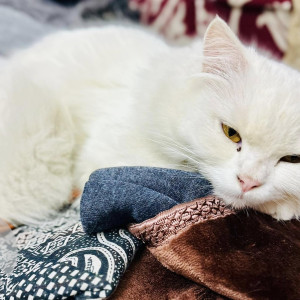 Missing: White Female Persian Cat from Panchsheel Vihar, Malviya Nagar, Delhi-3