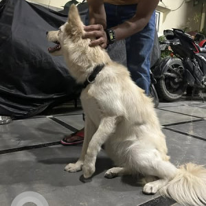 A White-Brown Mix Pomeranian Dog Found from Narsingi, Hyderabad-3