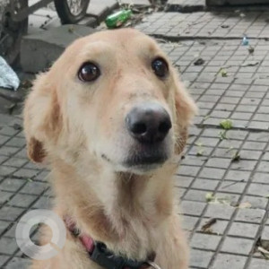 A White-Brown Mix Golden Retriever Indie mix Dog Found from Kasturi Nagar, Bengaluru