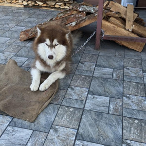 Found: White-Brown Mix Male Husky Dog from Sichey, KBT Fuels (Barpipal petrol pump)