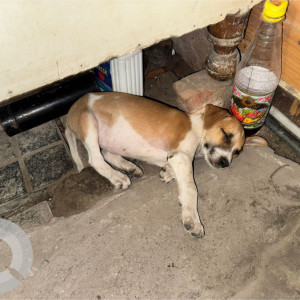 A White-Brown Mix Indie Dog Found from Rohini, New Delhi