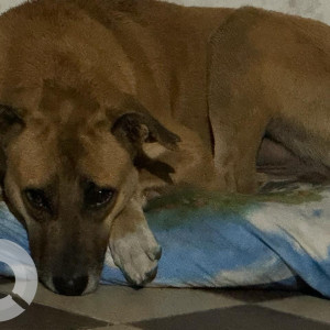 Missing: Black and Brown Male Indie Dog from Gosaigunj ,Gauria kala ,Lucknow-2