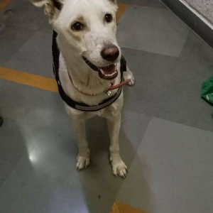 Missing: White Male Indie Dog from Model Colony, Shivaji Nagar-2