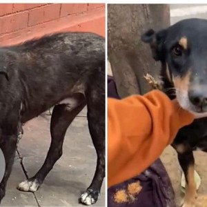 Missing: Black Male Indie Dog from Rajdhani Taxi Stand, Jantar Mantar road