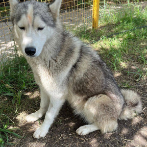 A White and Grey Husky Dog Found from Pimple Saudagar, Pimpri Chinchwad