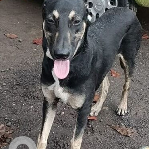 Found: Black and White Male Indie Dog from East Street near 1000 oaks