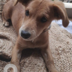 Found: Brown Male Indie Dog from Cambridge Layout, Bangalore-2
