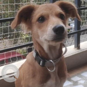 Found: Brown Male Indie Dog from Cambridge Layout, Bangalore