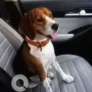 Found: Black and Brown Female Beagle Dog from Reliance fashion factory, Kukatpally