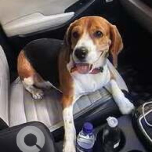 Found: Black and Brown Female Beagle Dog from Reliance fashion factory, Kukatpally-2