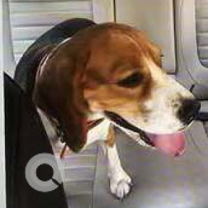 Found: Black and Brown Female Beagle Dog from Reliance fashion factory, Kukatpally-3