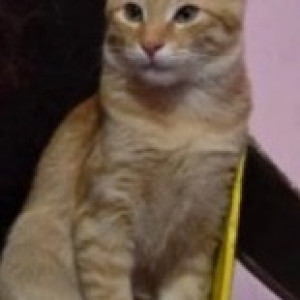 Missing: Light Brown Male Ginger cat Cat from Aecs Maruti Dental College-2