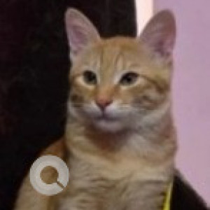 Missing: Light Brown Male Ginger cat Cat from Aecs Maruti Dental College