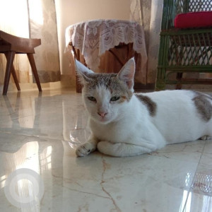 Missing: White and Grey Female Indie Cat from Reba Agarwal Path, Beside Nurture  International School