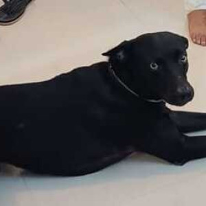 Missing: Black Male Indie Dog from Trishala city