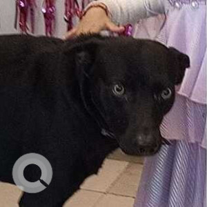 Missing: Black Male Indie Dog from Trishala city-2