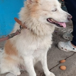 A White Pomeranian Dog Found from Jeevan Bhima Nagar, Bengaluru-2